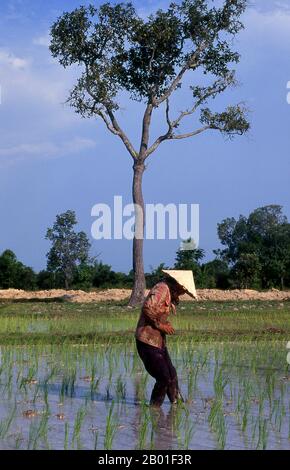 Vietnam: Reiszüchter auf einem Reisfeld im Norden Vietnams. Nordvietnam, das Gebiet am Delta des Roten Flusses mit seiner Hauptstadt in Hanoi, erstreckt sich von der chinesischen Grenze im Norden bis zum Fluss Ma in der Provinz Thanh Hoa im Süden. Im Westen bilden der Truong-Sohn oder die „Long Mountains“ und die Grenze zu Lao die Grenze; im Osten liegt Vinh Bac Bo, der „nördliche Golf“. Früher nannten die Europäer im Allgemeinen den nördlichen Vietnam-Tonkin, ein Begriff, der aus einem Namen des 17. Jahrhunderts für Hanoi stammt, der aus dem chinesischen Dong Kinh stammt, oder „östliche Hauptstadt“. Stockfoto