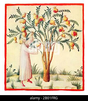 Irak/Italien: Saure Granatäpfel (Granata Acetosa). Illustration aus Ibn Butlans Taqwim al-sihha oder „Erhaltung der Gesundheit“ (Bagdad, 11. Jahrhundert), veröffentlicht in Italien als die Tacuinum Sanitatis, 14. Jahrhundert. Das Tacuinum (manchmal Taccuinum) Sanitatis ist ein mittelalterliches Handbuch über Gesundheit und Wohlbefinden, basierend auf dem Taqwim al-sihha تقويم الصحة („Erhaltung der Gesundheit“), einer arabischen medizinischen Abhandlung von Ibn Butlan aus Bagdad aus dem 11. Jahrhundert. Ibn Butlân war ein christlicher Arzt, geboren in Bagdad und starb 1068. Stockfoto