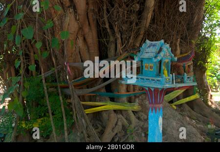 Thailand: Altes Spirituosenhaus und umhüllter bo-Baum, Wat Ton Pho, Wiang Tha Kan, Provinz Chiang Mai. Wiang Tha Khan, 16 km südlich von Chiang Mai im ländlichen Stadtteil Sanpatong, ist ein kleines und wohlhabendes nordthailändisches Dorf inmitten von Lamyai-Plantagen und bewohnt von Tai Yong, das zu Beginn des 19. Jahrhunderts vom nahe gelegenen Shan-Staat in Burma neu angesiedelt wurde. Schon im 10. Jahrhundert war es eine befestigte Stadt oder „wiang“, die als Bastion des Mon-Königreichs Haripunchai, des heutigen Lamphun, diente. Stockfoto