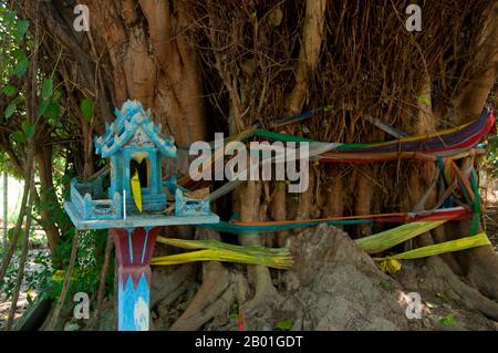 Thailand: Altes Spirituosenhaus und umhüllter bo-Baum, Wat Ton Pho, Wiang Tha Kan, Provinz Chiang Mai. Wiang Tha Khan, 16 km südlich von Chiang Mai im ländlichen Stadtteil Sanpatong, ist ein kleines und wohlhabendes nordthailändisches Dorf inmitten von Lamyai-Plantagen und bewohnt von Tai Yong, das zu Beginn des 19. Jahrhunderts vom nahe gelegenen Shan-Staat in Burma neu angesiedelt wurde. Schon im 10. Jahrhundert war es eine befestigte Stadt oder „wiang“, die als Bastion des Mon-Königreichs Haripunchai, des heutigen Lamphun, diente. Stockfoto