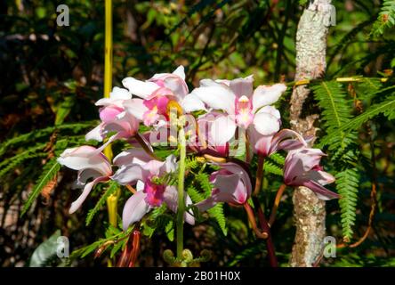 Thailand: Wilde Orchideen im Phu Luang Wildlife Sanctuary, Provinz Loei. Die Provinz Loei (Thai: เลย) befindet sich im oberen Nordosten Thailands. Die benachbarten Provinzen sind (von Osten nach rechts) Nong Khai, Udon Thani, Nongbua Lamphu, Khon Kaen, Phetchabun, Phitsanulok. Im Norden grenzt sie an die Provinzen Xaignabouli und Vientiane in Laos. Die Provinz ist von niedrigen Bergen bedeckt, während die Hauptstadt Loei in einem fruchtbaren Becken liegt. Der Fluss Loei, der durch die Provinz fließt, ist ein Nebenfluss des Mekong. Stockfoto