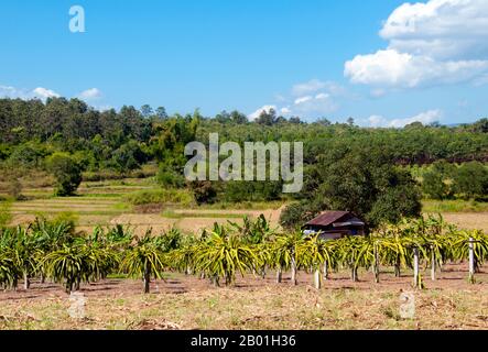 Thailand: Aloe Vera Plantage in der Nähe von Phu Ruea, Provinz Loei. Die Provinz Loei (Thai: เลย) befindet sich im oberen Nordosten Thailands. Die benachbarten Provinzen sind (von Osten nach rechts) Nong Khai, Udon Thani, Nongbua Lamphu, Khon Kaen, Phetchabun, Phitsanulok. Im Norden grenzt sie an die Provinzen Xaignabouli und Vientiane in Laos. Die Provinz ist von niedrigen Bergen bedeckt, während die Hauptstadt Loei in einem fruchtbaren Becken liegt. Der Fluss Loei, der durch die Provinz fließt, ist ein Nebenfluss des Mekong, der zusammen mit dem kleineren Fluss Hueang die nördliche Grenze der Provinz bildet. Stockfoto