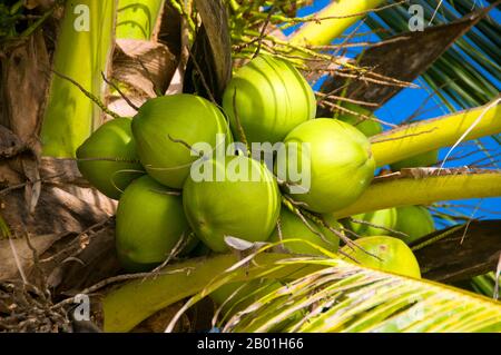 Thailand: Reife Kokosnüsse, Ao Taling Ngam, Ko Samui. Die Kokospalme, auch Cocos nucifera genannt, wird nicht nur wegen ihrer Schönheit, sondern auch als lukrative Ernte geschätzt. Es wird in der gesamten Südsee und im Indischen Ozean angebaut und bietet Essen, Getränke, Unterkünfte, Transport, Treibstoff, Medizin und sogar Kleidung für Millionen von Menschen. Die Kokospalme lebt etwa 60 Jahre und produziert jährlich rund 70-80 Nüsse. Die Bäume sind manchmal 40-50 Meter (130-160 Fuß) hoch. Stockfoto