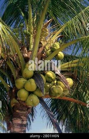 Thailand: Gereifte Kokosnüsse, Küste der Andamanensee. Die Kokospalme, auch Cocos nucifera genannt, wird nicht nur wegen ihrer Schönheit, sondern auch als lukrative Ernte geschätzt. Es wird in der gesamten Südsee und im Indischen Ozean angebaut und bietet Essen, Getränke, Unterkünfte, Transport, Treibstoff, Medizin und sogar Kleidung für Millionen von Menschen. Die Kokospalme lebt etwa 60 Jahre und produziert jährlich rund 70-80 Nüsse. Die Bäume sind manchmal 40-50 Meter (130-160 Fuß) hoch. Stockfoto