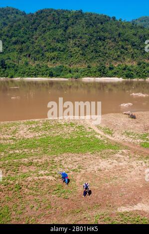 Thailand: Bauern, die auf Feldern am Mekong in der Provinz Loei arbeiten. Die Provinz Loei befindet sich im oberen Nordosten Thailands. Die benachbarten Provinzen sind (von Osten nach rechts) Nong Khai, Udon Thani, Nongbua Lamphu, Khon Kaen, Phetchabun, Phitsanulok. Im Norden grenzt sie an die Provinzen Xaignabouli und Vientiane in Laos. Die Provinz ist von niedrigen Bergen bedeckt, während die Hauptstadt Loei in einem fruchtbaren Becken liegt. Der Fluss Loei, der durch die Provinz fließt, ist ein Nebenfluss des Mekong, der zusammen mit dem kleineren Fluss Hueang die nördliche Grenze der Provinz bildet. Stockfoto