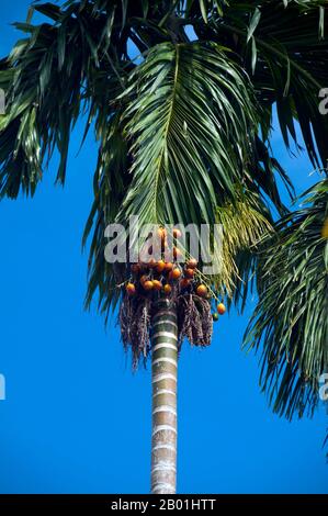 Thailand: Areca-Palmen mit Areka-Nüssen, Provinz Trang. Areca ist eine Gattung von etwa 50 Arten einstieliger Palmen in der Familie Arecaceae, die in feuchten tropischen Wäldern von Malaysia bis zu den Salomonen vorkommt. Die Nuss wird häufig in Verbindung mit Betelblättern, einem milden Stimulans, verwendet. Die Kombination aus diesem und Tabak wird in einem Pfund gekaut. Stockfoto