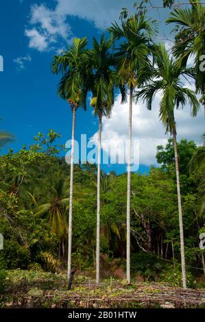 Thailand: Areca-Palmen mit Areka-Nüssen, Provinz Trang. Areca ist eine Gattung von etwa 50 Arten einstieliger Palmen in der Familie Arecaceae, die in feuchten tropischen Wäldern von Malaysia bis zu den Salomonen vorkommt. Die Nuss wird häufig in Verbindung mit Betelblättern, einem milden Stimulans, verwendet. Die Kombination aus diesem und Tabak wird in einem Pfund gekaut. Stockfoto