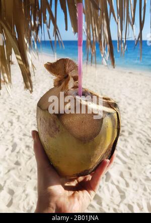 Frau Hand hält frische grüne Kokosnuss an einem tropischen Strand Stockfoto