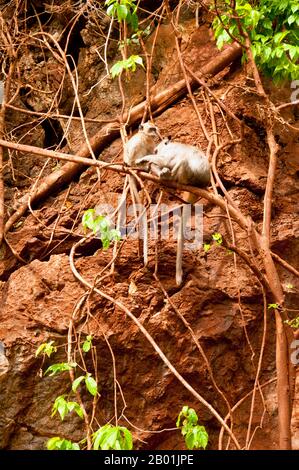 Thailand: Langschwanzmakaken in Wat Tham Seua, Krabi-Stadt, Provinz Krabi, Südthailand. Die Langschwanzmakaken (Macaca fascicularis) werden auch als Krabbenfressende Makaken bezeichnet. Es ist in Südostasien heimisch. Es gibt mindestens zehn Unterarten und je nach Unterart beträgt die Körperlänge des erwachsenen Affen 38-55 cm (15-22 in) mit vergleichsweise kurzen Armen und Beinen. Der Schwanz ist länger als der Körper, in der Regel 40-65 cm (16-26 Zoll). Männer sind deutlich größer als Frauen und wiegen 5-9 Kilogramm (11-20 lb) im Vergleich zu 3-6 kg (7-13 lb) weiblicher Tiere. Stockfoto