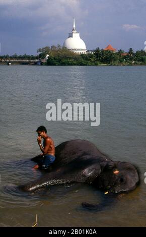 Sri Lanka: Baden eines Elefanten im Kalu Ganga Fluss mit dem Gangatilaka Vihara (Tempel) im Hintergrund, Kalutara. Der Asiatische Elefant (Elephas maximus) ist die einzige lebende Art der Gattung Elephas und ist auf dem gesamten Subkontinent und Südostasien von Indien im Westen bis Borneo im Osten verbreitet. Asiatische Elefanten sind das größte lebende Landtier Asiens. Der Sri-lankische Elefant (Elephas maximus maximus) ist eine von drei anerkannten Unterarten des Asiatischen Elefanten und stammt aus Sri Lanka. In Sri Lanka leben etwa 6.000 wilde Elefanten. Stockfoto