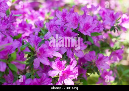 Schöner Blumenhintergrund voller frisch blühender rosafarbener Azalea im Frühling. Seitenansicht. Tageslicht. Weicher selektiver Fokus. Horizontale Ausrichtung. Stockfoto