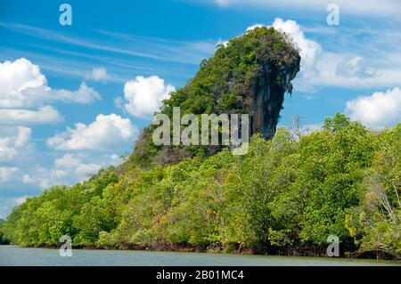 Thailand: Mangroven und Khao Khanap Nam in der Nähe von Krabi Town, Provinz Krabi. Die Mangrovenwälder von Krabi sind bemerkenswert intakt und beherbergen viele Arten von Fischen, Krabben, Garnelen und Weichtieren. Sie sind auch wichtige Nistplätze für Hunderte verschiedener Vogelarten und bieten Schutz für Dugongs, Affen, Eidechsen und Meeresschildkröten. Mangroven sind verschiedene Arten von Bäumen bis zu mittlerer Höhe und Sträucher, die in salzhaltigen Küstensedimenthabitaten in den Tropen und Subtropen wachsen - hauptsächlich zwischen Breitengraden 25° N und 25° S. Stockfoto