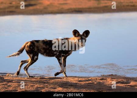 Bemalte Wildhunde beim Spiel um das Wasserloch. Stockfoto