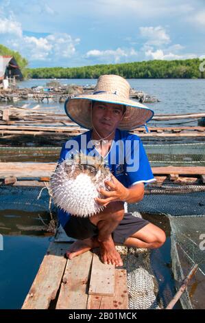 Thailand: Fischzüchter und Blowfish, Ko Klang, in der Nähe von Krabi Town, Provinz Krabi. Einst ein einfacher Fischerhafen, wird Krabi zu einem Öko-Touristenzentrum und zum Haupteinschiffungspunkt für Inseln wie Ko Lanta im Süden, Ko Phi Phi im Südwesten und die Strände um Ao Nang im Westen. Am Ufer der Mündung von Krabi gelegen, soll die Stadt ihren Namen von einem Schwert oder krabi haben, das angeblich in der Nähe entdeckt wurde. Die Umgebung von Krabi zeichnet sich durch hohe Kalksteinfelsen aus, eine Art Phang-Nag-Bucht an Land, die zum Symbol der Provinz Krabi geworden sind. Stockfoto