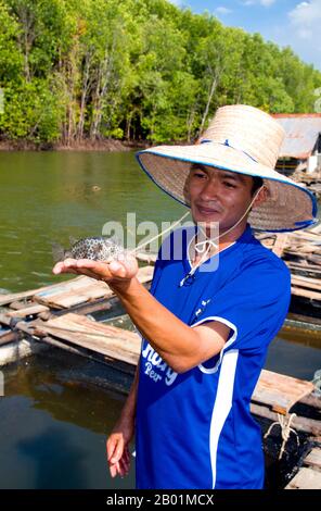 Thailand: Fischzüchter und Sternenpuffer, Ko Klang, in der Nähe der Stadt Krabi, Provinz Krabi. Einst ein einfacher Fischerhafen, wird Krabi zu einem Öko-Touristenzentrum und zum Haupteinschiffungspunkt für Inseln wie Ko Lanta im Süden, Ko Phi Phi im Südwesten und die Strände um Ao Nang im Westen. Am Ufer der Mündung von Krabi gelegen, soll die Stadt ihren Namen von einem Schwert oder krabi haben, das angeblich in der Nähe entdeckt wurde. Die Umgebung von Krabi zeichnet sich durch hohe Kalksteinfelsen aus, eine Art Phang-Nag-Bucht an Land, die zum Symbol der Provinz Krabi geworden sind. Stockfoto