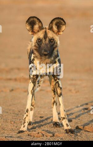 Bemalte Wildhunde beim Spiel um das Wasserloch. Stockfoto