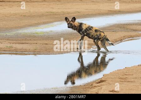 Bemalte Wildhunde beim Spiel um das Wasserloch. Stockfoto