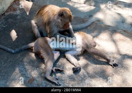 Thailand: Stumpfschwanzmakaken, die sich gegenseitig auf Khao Chong Krajok (Spiegelberg), Prachuap Provinz Khiri Khan, pflegen. Macaca arctoides, auch Bärenmakaken genannt, ist eine Art von Makaken, die in Südasien und Südostasien vorkommt. Er ist hauptsächlich frugivorer, isst aber viele Arten von Vegetation, wie Samen, Blätter und Wurzeln, jagt aber auch Süßwasserkrabben, Frösche, Vogeleier und Insekten. Sie kommt im Allgemeinen in subtropischen und tropischen, immergrünen Laubwäldern vor, je nach Niederschlagsmenge in der Region in unterschiedlichen Höhen. Stockfoto