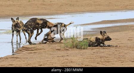 Bemalte Wildhunde beim Spiel um das Wasserloch. Stockfoto