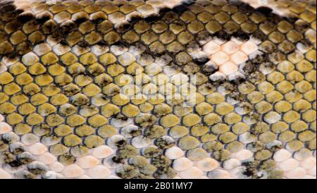 Nahaufnahme der Boa Manditra Schlangenhaut, Sanzinia madagascariensis, 2 Jahre alt Stockfoto