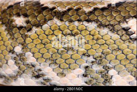 Nahaufnahme der Boa Manditra Schlangenhaut, Sanzinia madagascariensis, 2 Jahre alt Stockfoto