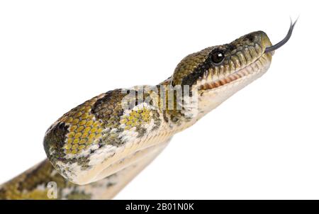 Nahaufnahme von Boa Manditra, Sanzinia madagascariensis, 2 Jahre alt, vor weißem Hintergrund Stockfoto