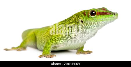 Madagassa Tagecko, Phelsuma madagascariensis grandis, 1 Jahr alt, vor weißem Hintergrund Stockfoto