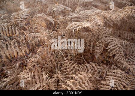 Getrockneter Brackenfarn in seiner Winterphase, Kinaldy, St Andrews, Fife, Schottland. Stockfoto