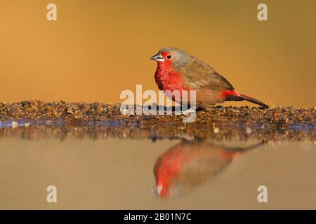 Afrikanischer Feuerfink (Lagonosticta rubricata), männlich mit at Waterhole, Südafrika, Kwazulu-Natal, Zimanga Game Reserve Stockfoto