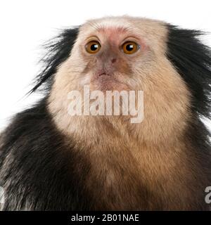 Nahaufnahme der weißköpfigen Marmose, Callithrix geoffroyi, vor weißem Hintergrund Stockfoto