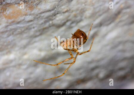 Kammfußkeller Spider (Nestcus eremita), im Web, Deutschland Stockfoto