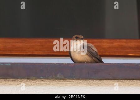 Crag martin (Ptyonoprogne rupestris, Hirundo rupestris), rets on a windowsill, Österreich, Tyrol Stockfoto