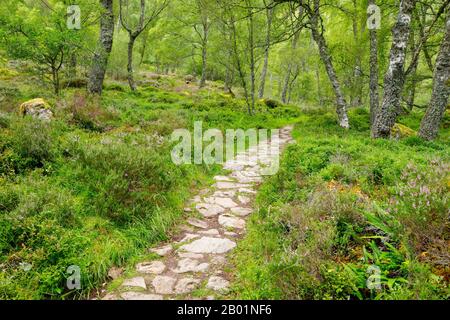 Birke (Betula spec.), Pfad im Birkenwald, Großbritannien, Schottland, Craigellachie National Nature Reserve Stockfoto