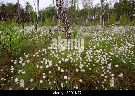 Hase's-tail Baumwollgras, Tussock-Baumwollgras, Ummantelte Baumwoll-Segge (Eriophorum vaginatum), Baumwollgras im Briebrza-Tal, Polen, Biebrza-Nationalpark Stockfoto