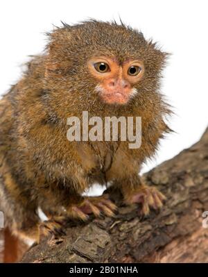 Pygmy Marmose oder Dwarf Monkey, Cebuella pygmaea, auf Log vor weißem Hintergrund Stockfoto