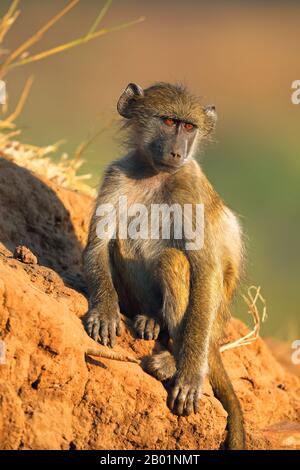 Chacma Pavion, Arubius Pavian, Olive Pavian (Papio ursinus, Papio Cynocephalus ursinus), PUP sitzt auf einem Hügel, Südafrika, Mpumalanga, Kruger National Park Stockfoto