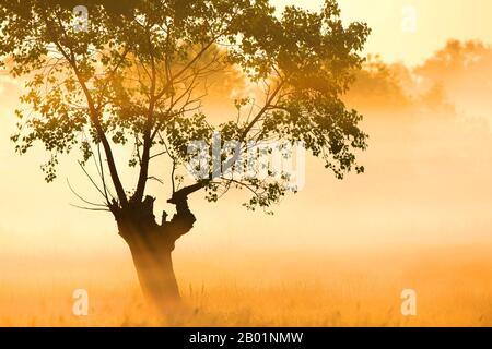 Aspen, Pappel (Populus spec.), auf einer Wiese im Morgennebel, Belgien, Ostflandern, Drongen, Keuzemeersen Stockfoto