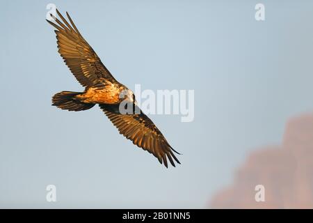 Lammergeier, Bearded Vulture (Gypaetus barbatus), in Flight, Südafrika, Giants Castle Game Reserve Stockfoto