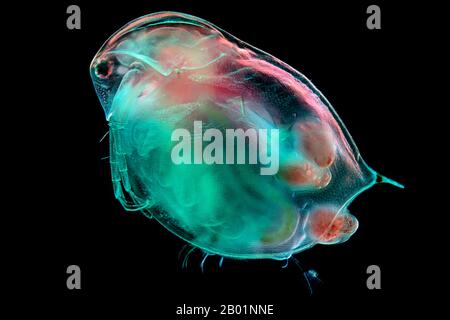 Gewöhnlicher Wasserfloh (Daphnia spec.), Mikroskopfoto eines gewöhnlichen Wasserflohs, Geburt, Deutschland Stockfoto