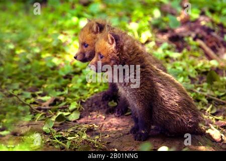 Rotfuchs (Vulpes vulpes), zwei Fuchswürfel, die an der Bursche tigether sitzen, Seitenansicht, Deutschland Stockfoto