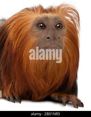 Nahaufnahme des goldköpfigen Löwen Tamarin, Leontopithecus chrysomelas, vor weißem Hintergrund Stockfoto