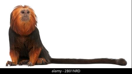 Vor weißem Hintergrund sitzender goldenköpfiger Löwe Tamarin, Leontopithecus chrysomelas Stockfoto