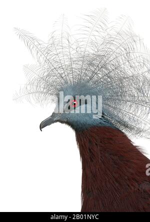 Südkrönte Taube, Goura scheepmakeri, vor weißem Hintergrund Stockfoto