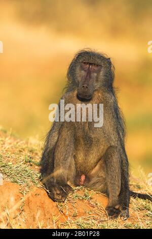 Chacma Pavian, Abius Pavian, Olive Pavian (Papio ursinus, Papio Cynocephalus ursinus), männlich sitzt in der Morgensonne, Südafrika, Mpumalanga, Kruger National Park Stockfoto