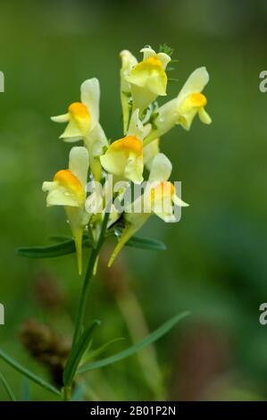 Gewöhnlicher Toadflachs, gelber Toadflachs, Ramsted, Butter und Eier (Linaria vulgaris), blühen, Deutschland Stockfoto