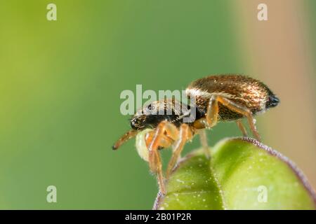 Springspinne (Heliophanus cupreus), auflauernd nach Beute, Deutschland, Bayern, Niederbayern Stockfoto