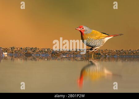 Grün-geflügelte Pytilia (Pytilia melba), männlich an Water Hole, Südafrika, Kwazulu-Natal, Zimanga Game Reserve Stockfoto