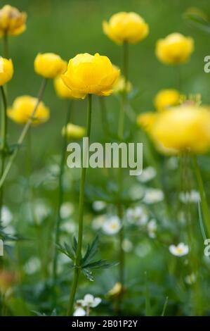 Europäische Globeblume, Globe Flower (Trollius europaeus), Blooming, Österreich, Kleinwalsertal Stockfoto