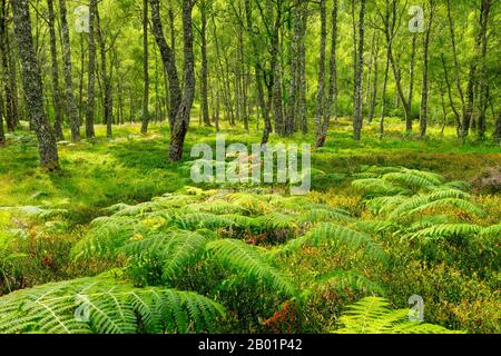 Birke (Betula spec.), Birkenwald mit Adlerfarnen, Großbritannien, Schottland, Craigellachie National Nature Reserve, Aviemore Stockfoto