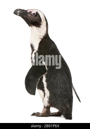 Afrikanischer Penguin, Spheniscus Demersus, 10 Jahre alt, vor weißem Hintergrund Stockfoto